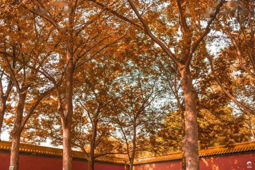 關(guān)于秋天南京的詩(shī)句