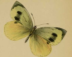 關(guān)于鳥(niǎo)蝶花雨草風(fēng)的詩(shī)句