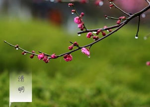 古詩(shī),詩(shī)句,清明節,大全