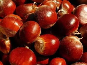 關(guān)于栗子的詩(shī)句