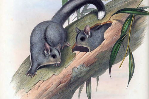 關(guān)于動(dòng)物的現代古詩(shī)句