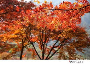 有關(guān)秋天的詩(shī)句古詩(shī),關(guān)于描寫(xiě)秋天的詩(shī)句古詩(shī),歌頌秋天的詩(shī)句古詩(shī)