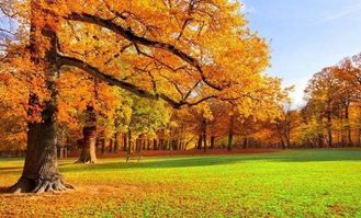 古詩(shī)中描寫(xiě)秋天美景的詩(shī)句