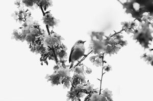 唐代,詩(shī)句,描寫(xiě),桃花