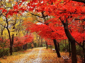 關(guān)于棲霞山的詩(shī)句