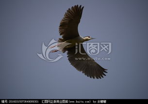 形容展翅高飛的古詩(shī)句