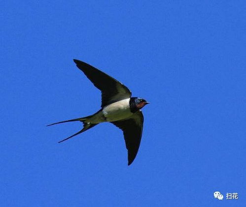 描寫(xiě)燕子的古詩(shī)句有什么作用