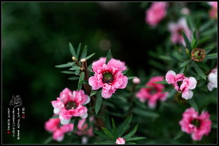 關(guān)于雨打紅梅的詩(shī)句