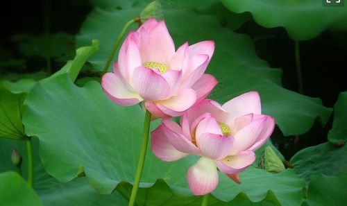 夏天景物古詩(shī)句