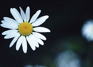 描寫(xiě)菊花美的古詩(shī)句