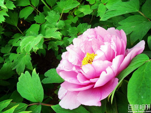 關(guān)于花容的詩(shī)句