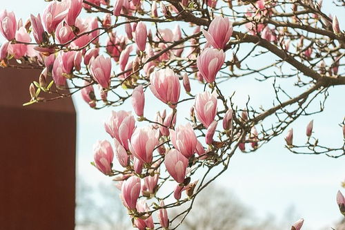 關(guān)于繁花飄落的詩(shī)句