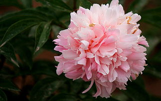 關(guān)于芍藥的古詩(shī),關(guān)于芍藥的詩(shī)句古詩(shī),形容芍藥的古詩(shī)