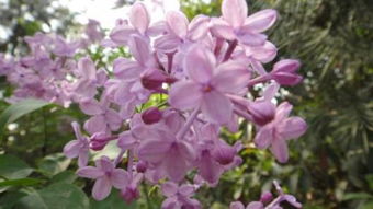 描寫(xiě)丁香的詩(shī)句古詩(shī)詞,描寫(xiě)丁香的詩(shī)句古詩(shī)簡(jiǎn)短,描寫(xiě)丁香的詩(shī)句古詩(shī)四個(gè)