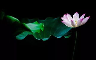 冬季荷花的詩(shī)句古詩(shī)