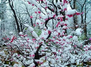 古詩(shī)稻花開(kāi)頭的詩(shī)句