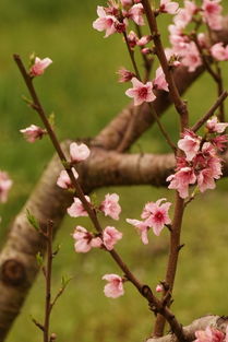 描寫(xiě)梨花帶雨的古詩(shī)句