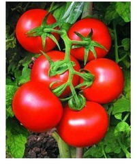 關(guān)于西紅柿的詩(shī)句