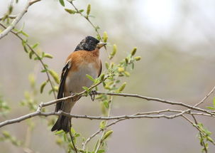 春天與鳥(niǎo)的詩(shī)句古詩(shī)