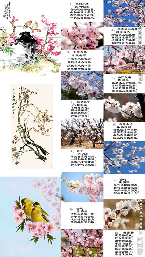 寫(xiě)夏天杏花的詩(shī)句古詩(shī)