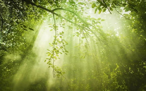 黃鸝古詩(shī)句子,黃鸝的古詩(shī)句,寫(xiě)黃鸝的古詩(shī)句
