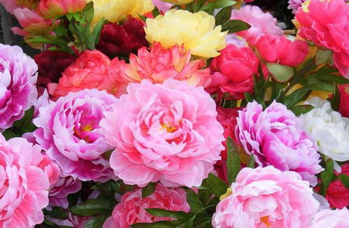 古詩(shī),詩(shī)句,牡丹,贊美