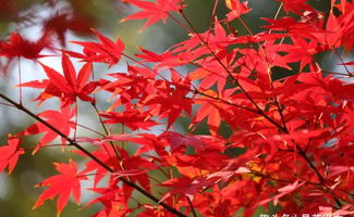 楓葉愛(ài)情詩(shī)句古詩(shī)