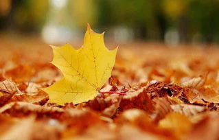 帶有落葉的古詩(shī)句