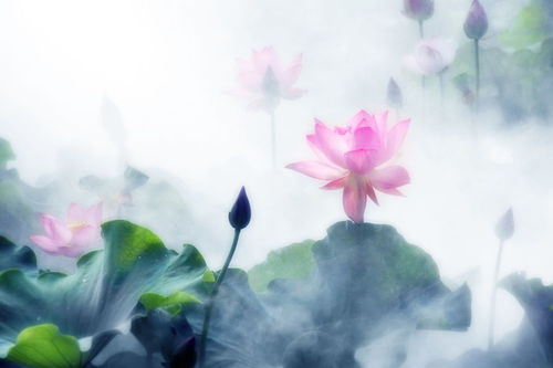 帶有荷花的古詩(shī)詞詩(shī)句