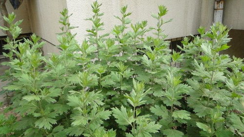 關(guān)于艾草的詩(shī)句短