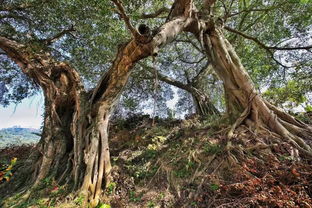 關(guān)于水聲潺潺的詩(shī)句