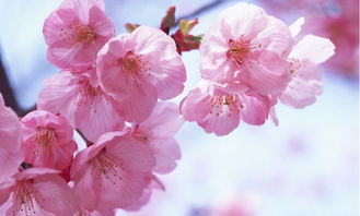 關(guān)于櫻花的唯美古詩(shī)句,描寫(xiě)櫻花美的唯美古詩(shī),關(guān)于櫻花的詩(shī)句