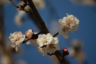 春天的詩(shī)句現代詩(shī)歌,春天的詩(shī)句唯美現代,春天綠色的詩(shī)句現代