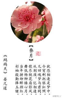春節花卉的詩(shī)句古詩(shī)