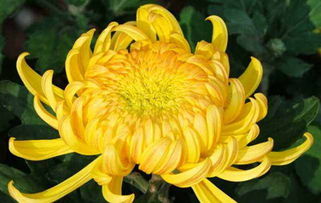 詩(shī)句,于月花