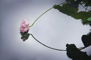 關(guān)于立夏的優(yōu)美詩(shī)句