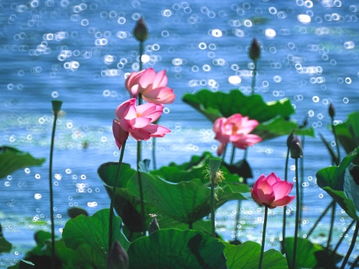 荷花詩(shī)句古詩(shī),寫(xiě)荷花的詩(shī)句古詩(shī),關(guān)于贊美荷花的詩(shī)句