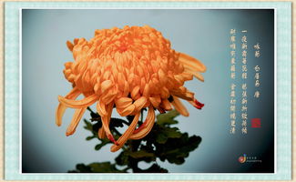 陶淵明關(guān)于菊花的詩(shī)句古詩(shī),關(guān)于菊花酒的詩(shī)句古詩(shī),贊美菊花的詩(shī)句古詩(shī)