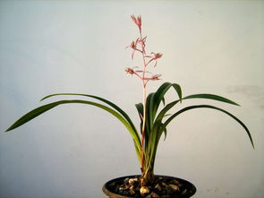 關(guān)于墨蘭的詩(shī)句