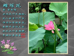 夏天有關(guān)荷花的詩(shī)句古詩(shī)