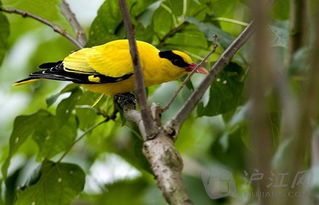 小學(xué)關(guān)于鶯的詩(shī)句