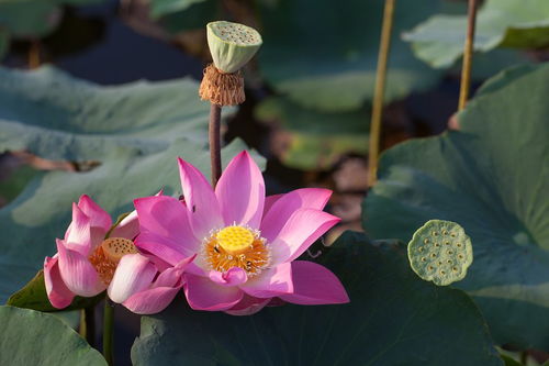 描寫(xiě)夏天荷花兒童的詩(shī)句古詩(shī)