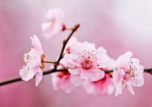 山水畫(huà)關(guān)于桃花的詩(shī)句