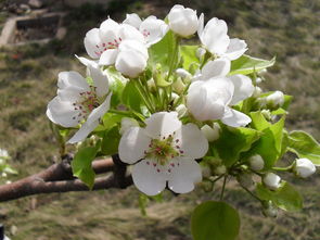 古詩(shī),梨花,詩(shī)句,桃花