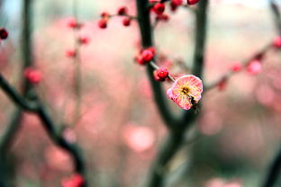 關(guān)于春天花季的詩(shī)句