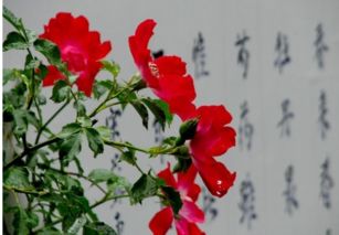 寫(xiě)月季花的詩(shī)句古詩(shī)大全
