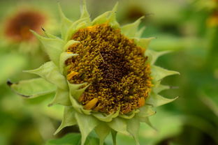 古詩(shī)菊花詩(shī)句的意思是什么