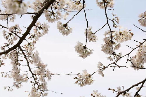 詩(shī)經(jīng)中關(guān)于櫻花的詩(shī)句