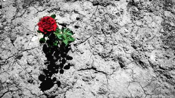 廣袤無(wú)垠寸草不生古詩(shī)句