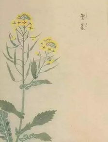 關(guān)于花朝節的詩(shī)句古詩(shī)